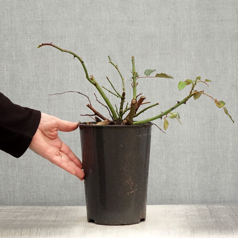 Amostra de Rosier ancien Buff Beauty Vaso de 4 L/5 L tal como entregue no inverno