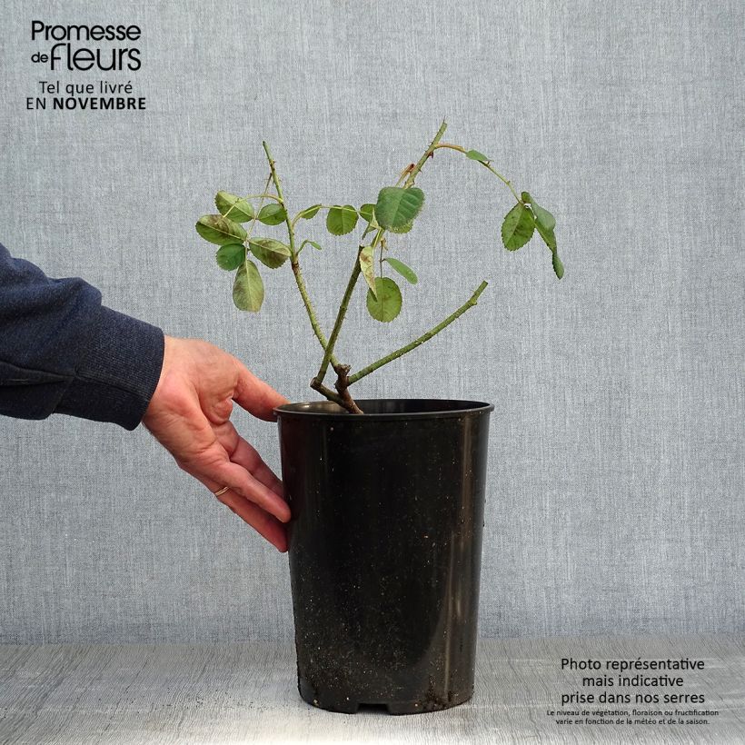 Amostra de Rosa centifolia Muscosa - Roseira antiga Vaso de 4 L/5 L tal como entregue no outono