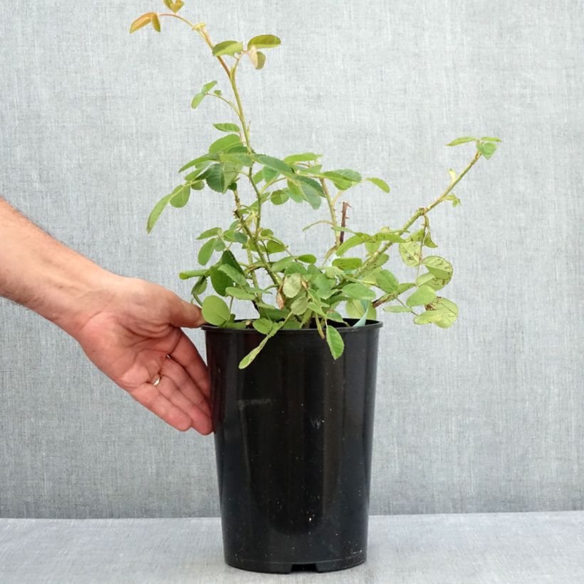 Amostra de Rosa centifolia Muscosa - Roseira antiga Vaso de 4 L/5 L tal como entregue no verão