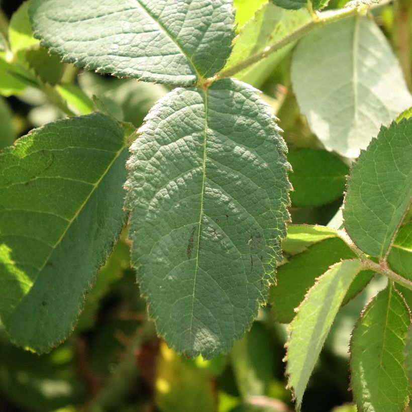 Rosa centifolia Muscosa - Roseira antiga (Folhagem)