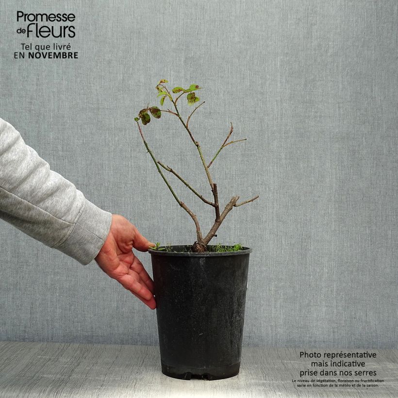 Amostra de Rosa centifolia Cristata - Roseira antiga Vaso de 4 L/5 L tal como entregue no outono