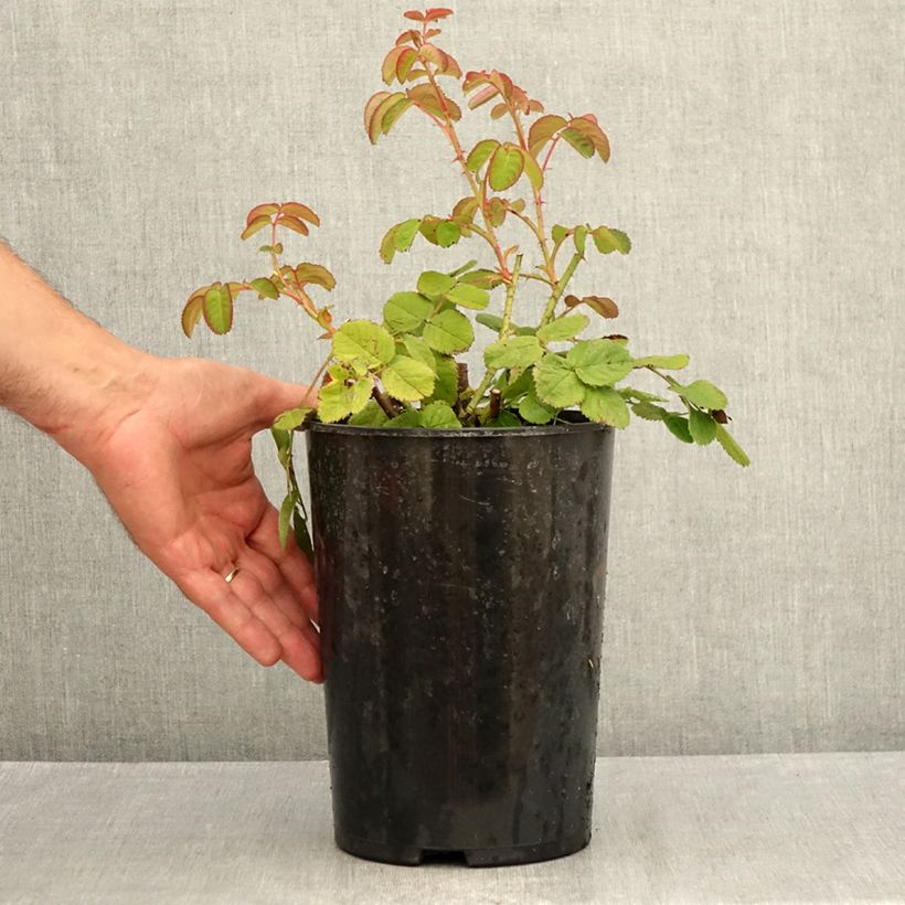Amostra de Rosa centifolia Cristata - Roseira antiga Vaso de 4 L/5 L tal como entregue no verão