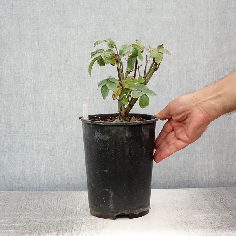 Amostra de Roseira antiga Charles de Mills Vaso de 4 L/5 L tal como entregue no verão