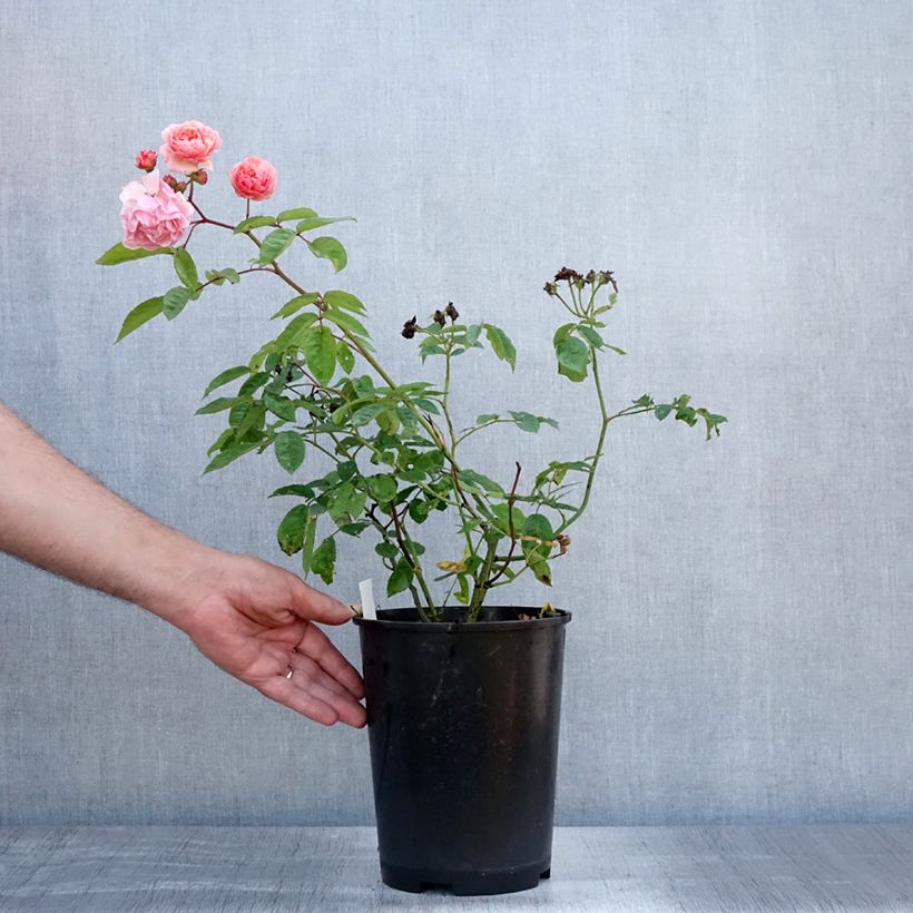 Amostra de Roseira antiga Cornelia Vaso de 4 L/5 L tal como entregue no verão