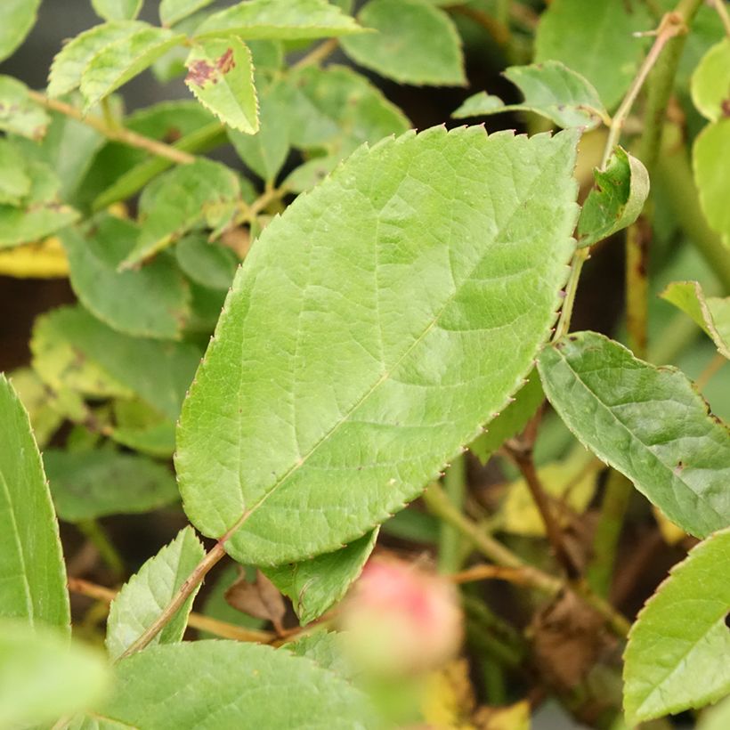 Roseira antiga Cornelia (Folhagem)