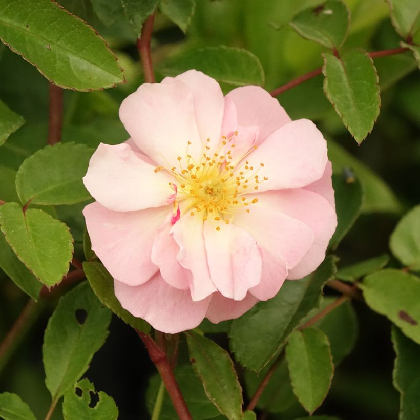 Roseira antiga Cornelia (Floração)