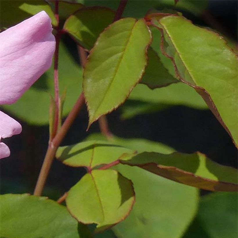 Roseira antiga Dainty Bess (Folhagem)