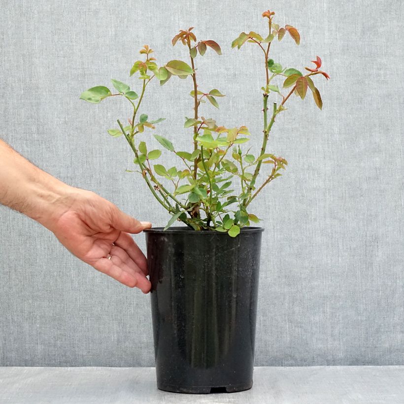 Amostra de Roseira antiga Dainty Bess Vaso de 4 L/5 L tal como entregue no verão