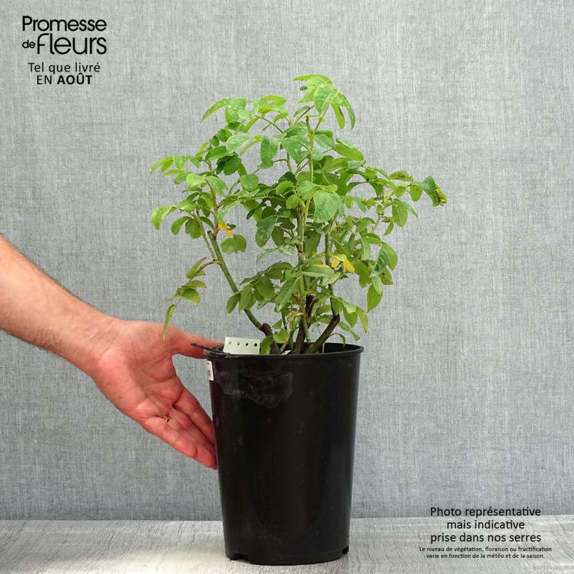 Amostra de Roseira antiga Ispahan Vaso de 4 L/5 L tal como entregue no verão