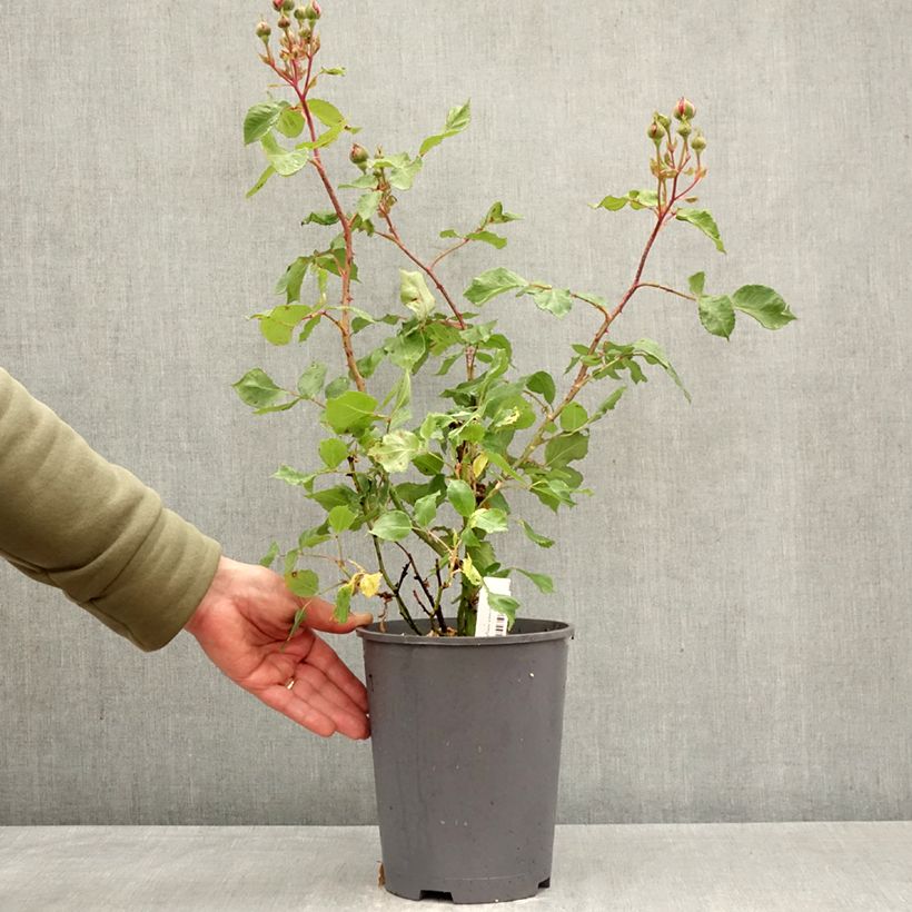 Amostra de Roseira antiga Empereur du Maroc Vaso de 4 L/5 L tal como entregue na primavera