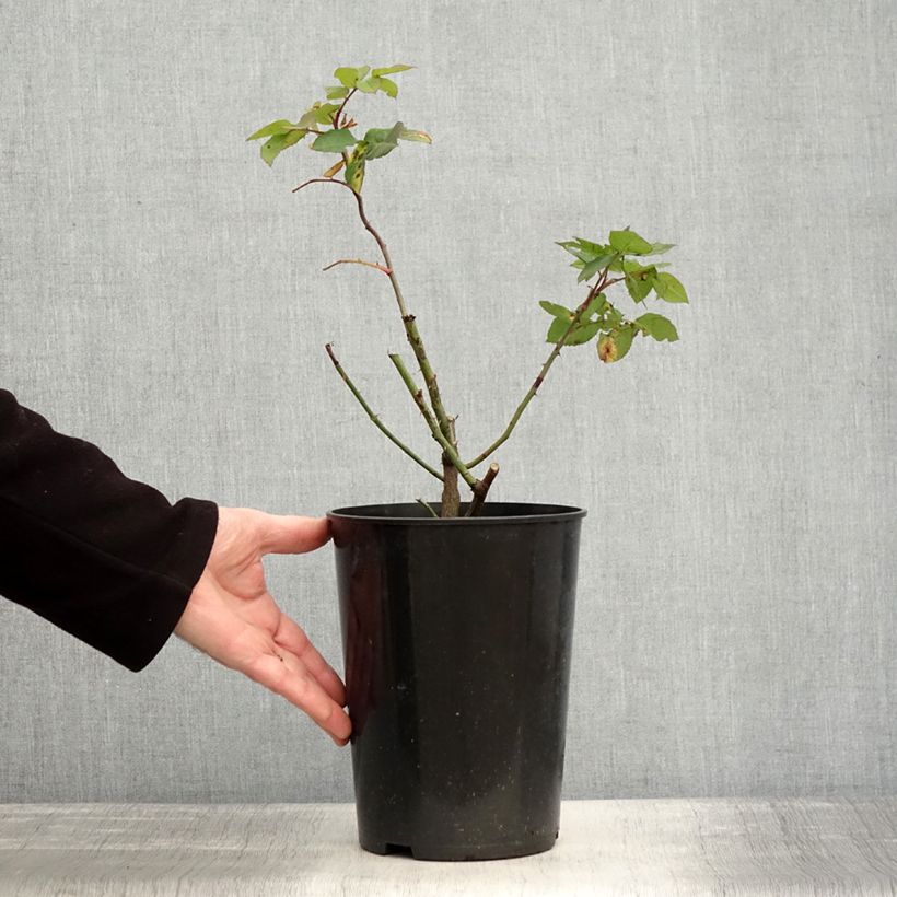 Amostra de Roseira antiga Fantin-Latour Vaso de 4 L/5 L tal como entregue no inverno