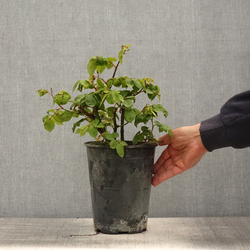 Amostra de Roseira antiga Fantin-Latour Vaso de 4 L/5 L tal como entregue na primavera