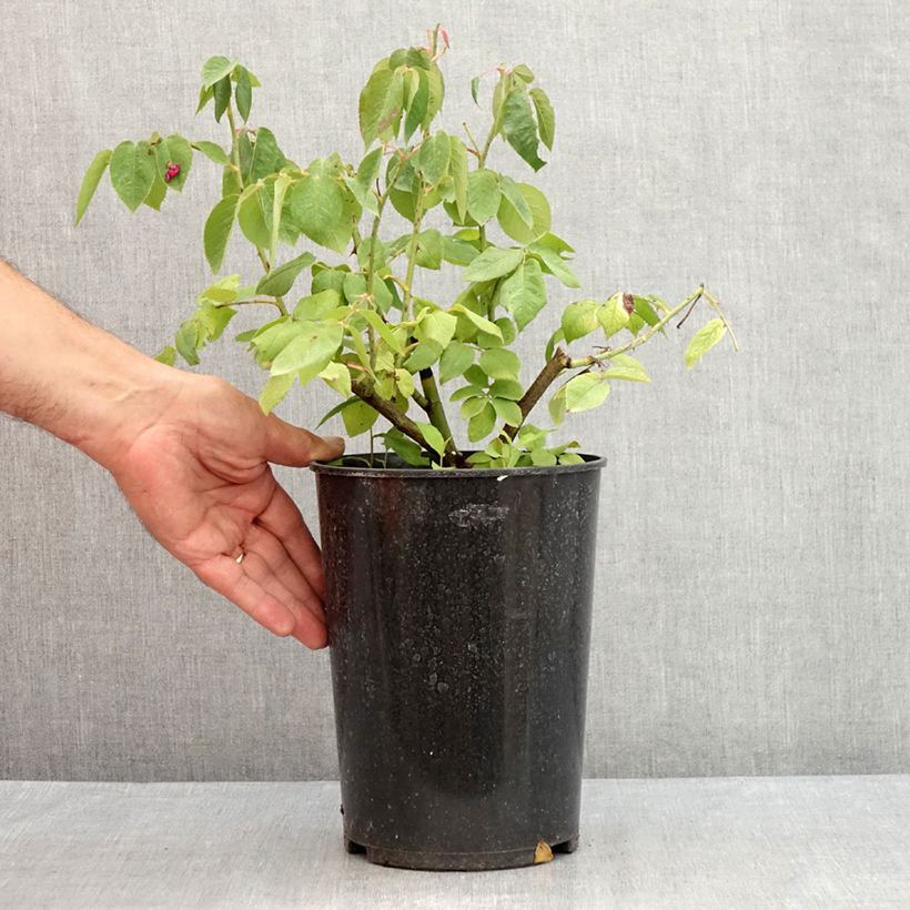 Amostra de Roseira antiga Fantin-Latour Vaso de 4 L/5 L tal como entregue no verão