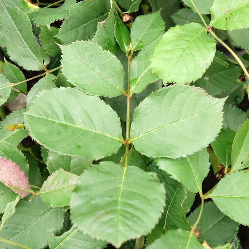 Roseira antiga Felicia (Folhagem)