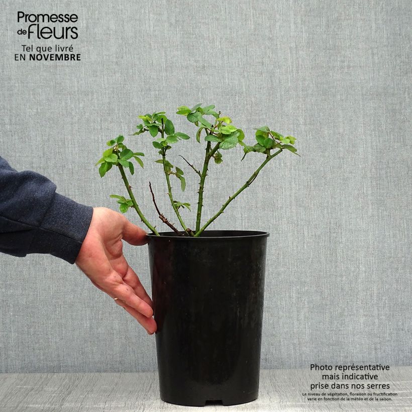 Amostra de Roseira antiga Ferdinand Pichard Vaso de 4 L/5 L tal como entregue no outono