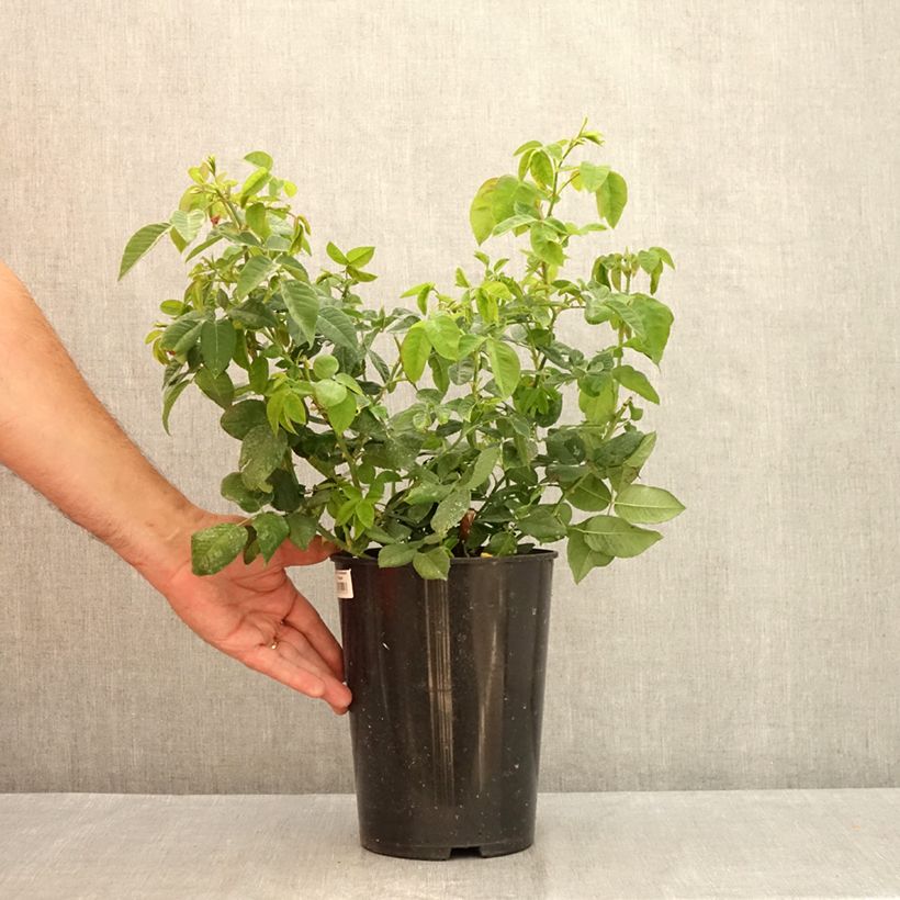 Amostra de Roseira antiga Ferdinand Pichard Vaso de 4 L/5 L tal como entregue no verão
