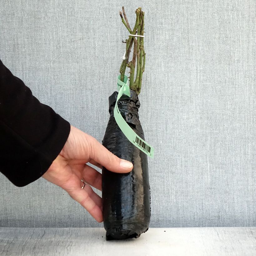 Amostra de Rosier à grandes fleurs Fragant Old Yellow Raízes nuas em torrão tal como entregue no inverno