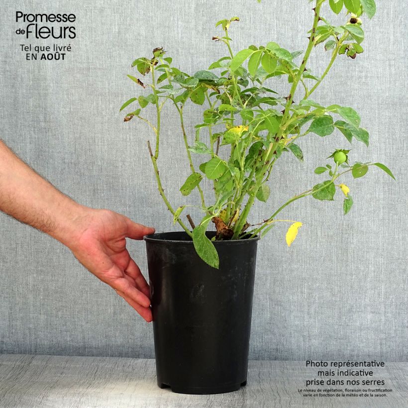 Amostra de Roseira de flor grande Fragrant Old Yellow Vaso de 4 L/5 L tal como entregue no verão