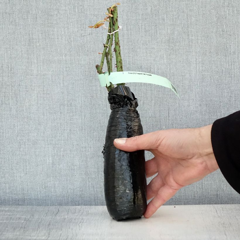 Amostra de Rosier anglais David Austin Fragrant Old purple Raízes nuas em torrão tal como entregue no inverno