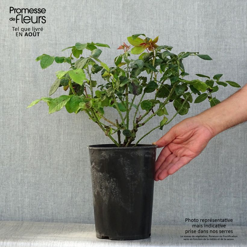 Amostra de Roseira inglesa Fragrant Old Purple Vaso de 4 L/5 L tal como entregue no verão