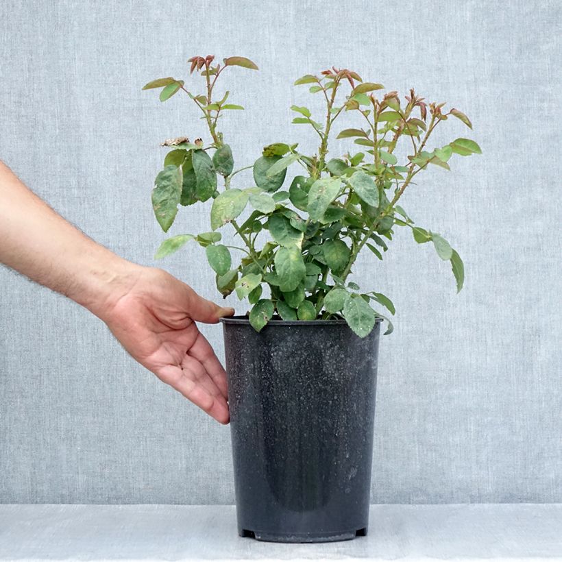 Amostra de Rosier ancien Fragrant old white  Vaso de 4 L/5 L tal como entregue no verão