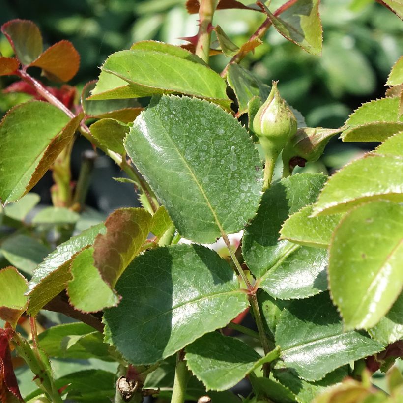 Roseira antiga Fragrant Old White (Folhagem)