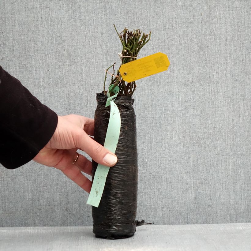 Amostra de Roseira antiga Fragrant Old White Raízes nuas em torrão tal como entregue no inverno