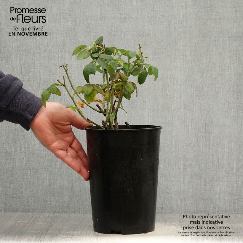 Amostra de Rosa gallica Officinalis Vaso de 4 L/5 L tal como entregue no outono