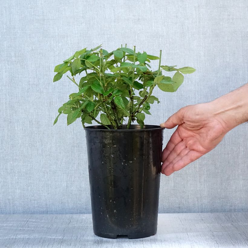 Amostra de Rosa gallica Officinalis Vaso de 4 L/5 L tal como entregue no verão