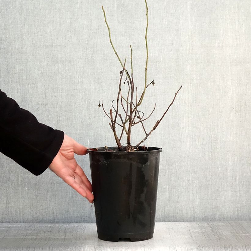 Amostra de Rosa gallica Officinalis Vaso de 4 L/5 L tal como entregue no inverno