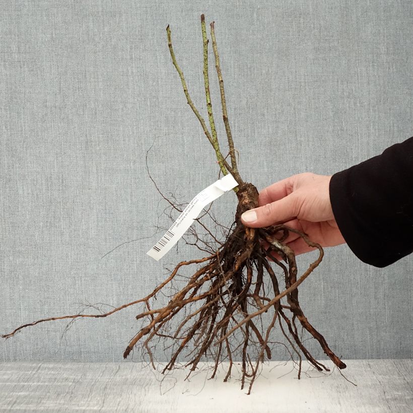 Amostra de Rosa gallica Officinalis Raízes nuas tal como entregue no inverno