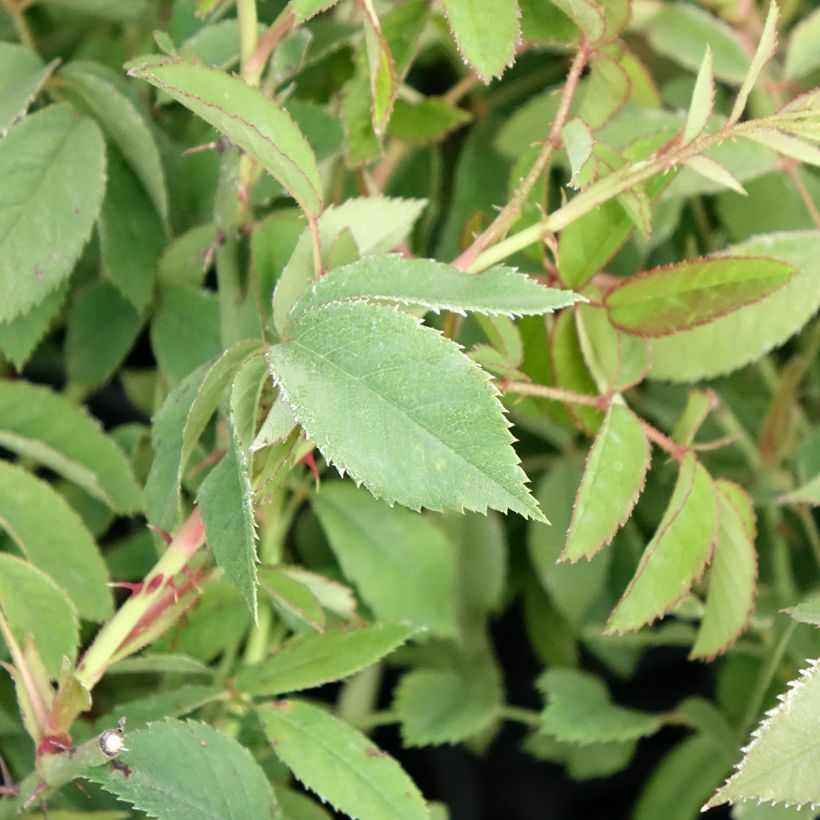 Rosa gallica  - Roseira antiga gallica (Folhagem)