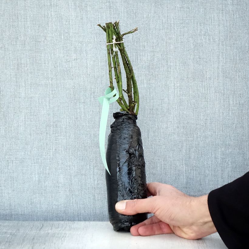 Amostra de Rosa gallica  - Roseira antiga gallica Raízes nuas em torrão tal como entregue no inverno