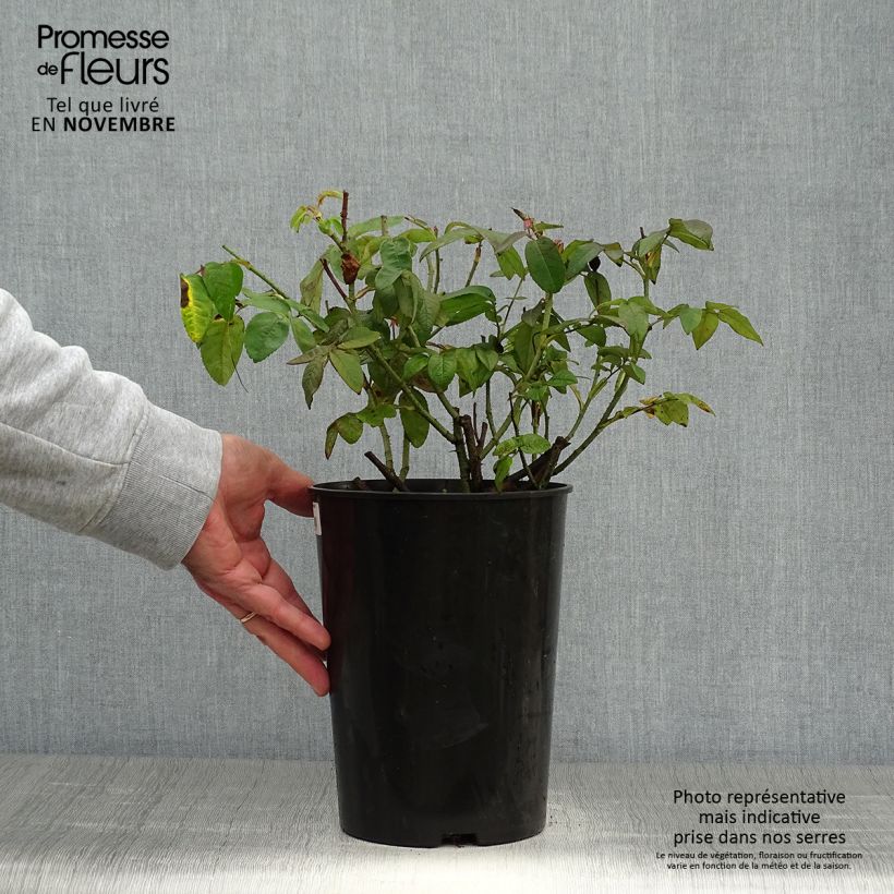 Amostra de Roseira antiga gallica Mundi Vaso de 4 L/5 L tal como entregue no outono