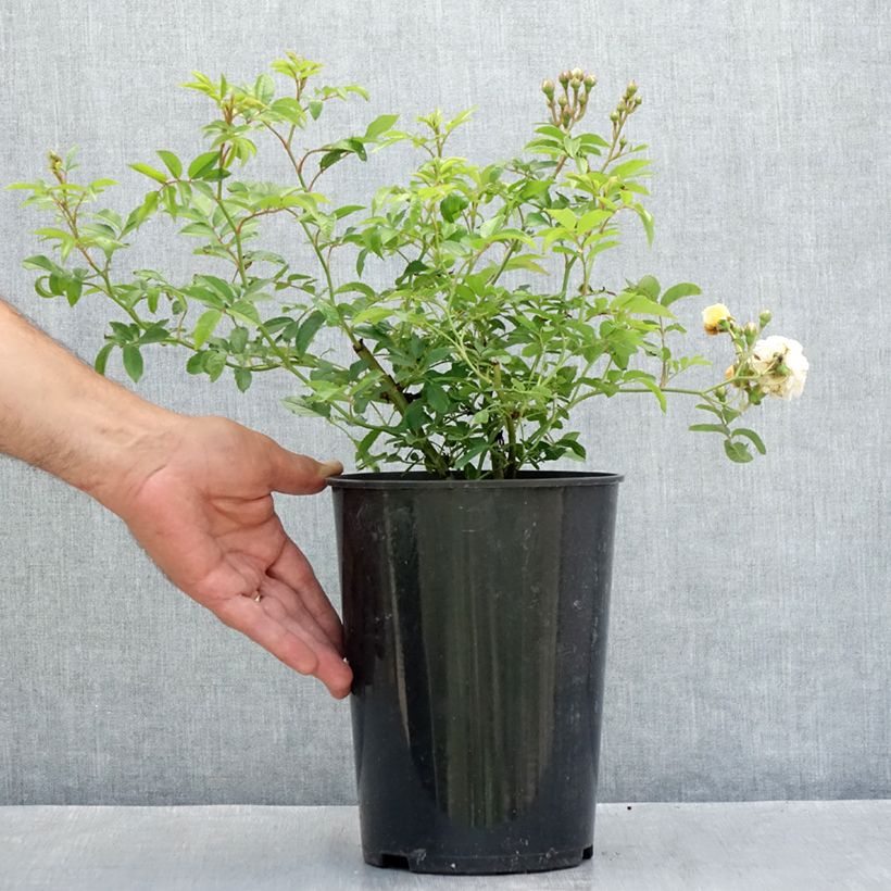 Amostra de Roseira antiga Ghislaine de Féligonde Vaso de 4 L/5 L tal como entregue no verão