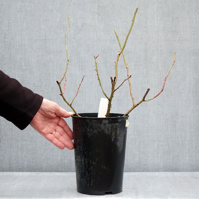 Amostra de Rosa gallica Gros Provins Panaché BIO Vaso de 4 L/5 L tal como entregue no inverno