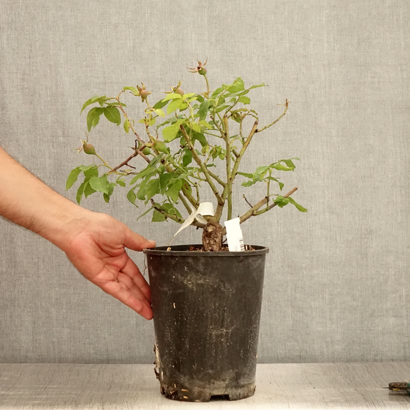 Amostra de Rosier ancien Gros Provins Panaché BIO Pot de 4L/5L tal como entregue no verão