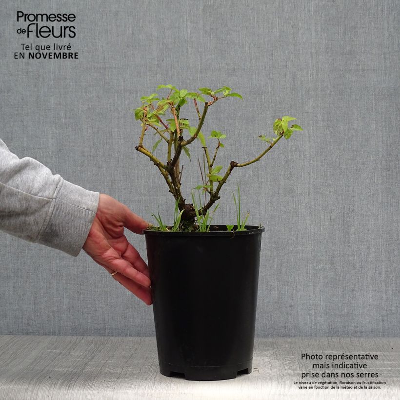 Amostra de Rosa gallica Gros Provins Panaché Vaso de 4 L/5 L tal como entregue no outono