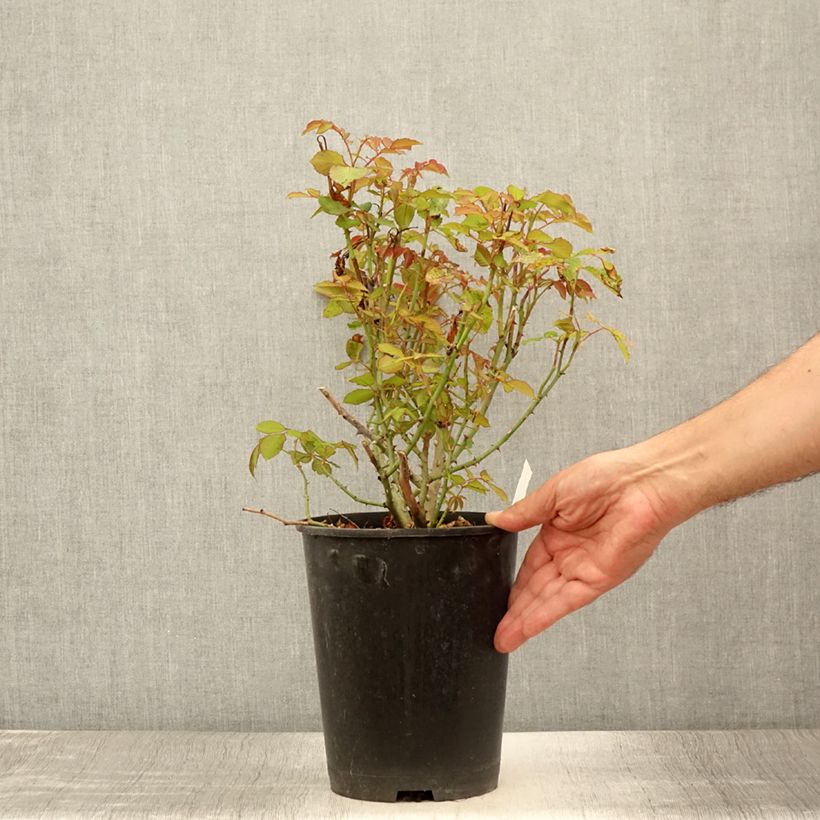 Amostra de Roseira antiga Gruss an Aachen Vaso de 4 L/5 L tal como entregue no verão