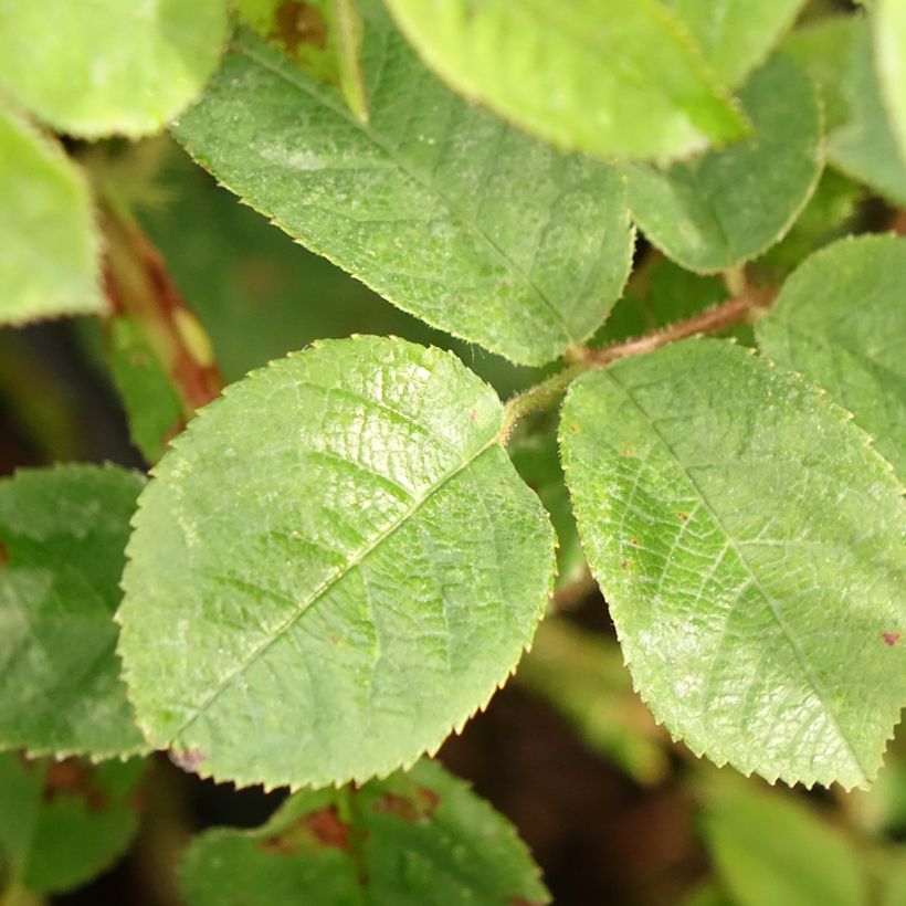 Rosa centifolia muscosa Henri Martin 'Red Moss' - Roseira antiga (Folhagem)