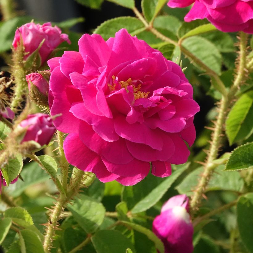 Rosa centifolia muscosa Henri Martin 'Red Moss' - Roseira antiga (Floração)
