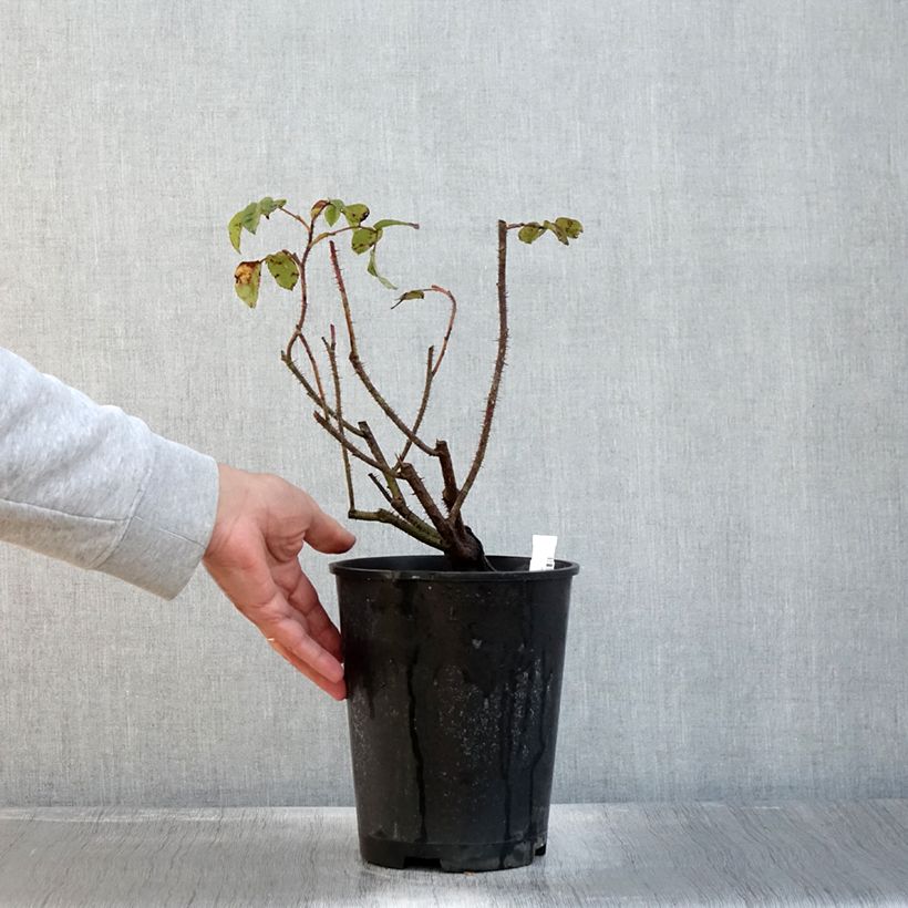 Amostra de Rosa centifolia muscosa Henri Martin 'Red Moss' - Roseira antiga Vaso de 4 L/5 L tal como entregue no outono