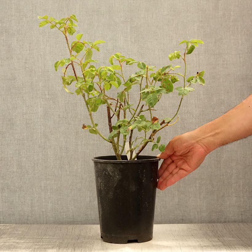 Amostra de Rosa centifolia muscosa Henri Martin 'Red Moss' - Roseira antiga Vaso de 4 L/5 L tal como entregue no verão