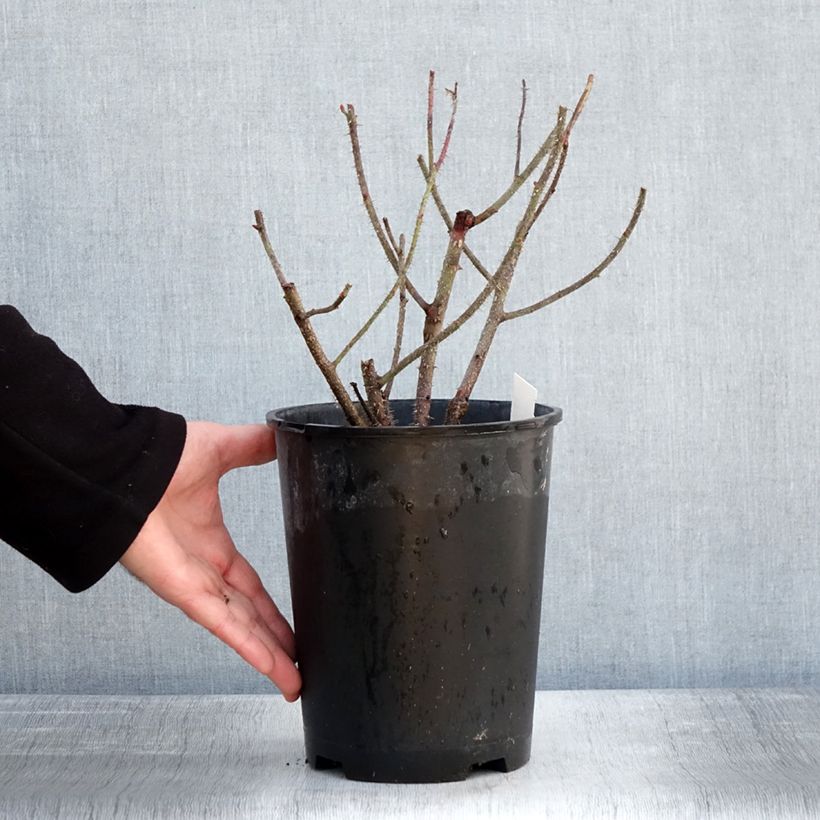Amostra de Rosa centifolia muscosa Henri Martin 'Red Moss' - Roseira antiga Vaso de 4 L/5 L tal como entregue no inverno