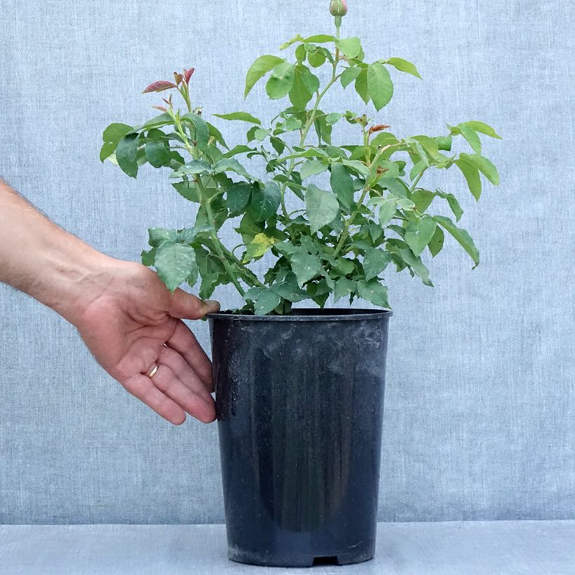 Amostra de Roseira antiga Honorine de Brabant Vaso de 4 L/5 L tal como entregue no verão