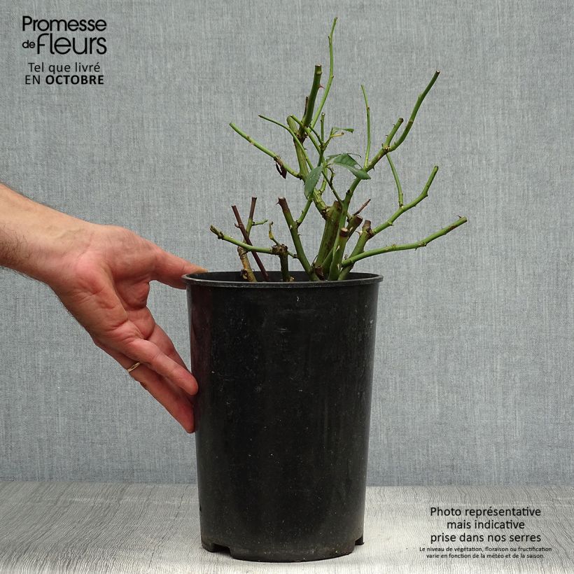 Amostra de Roseira antiga Jacqueline du Pré Vaso de 4 L/5 L tal como entregue no outono