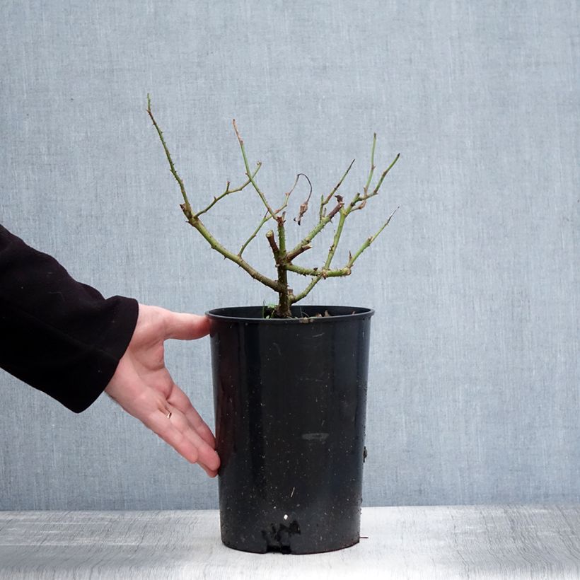 Amostra de Roseira antiga Jacqueline du Pré Vaso de 4 L/5 L tal como entregue no inverno