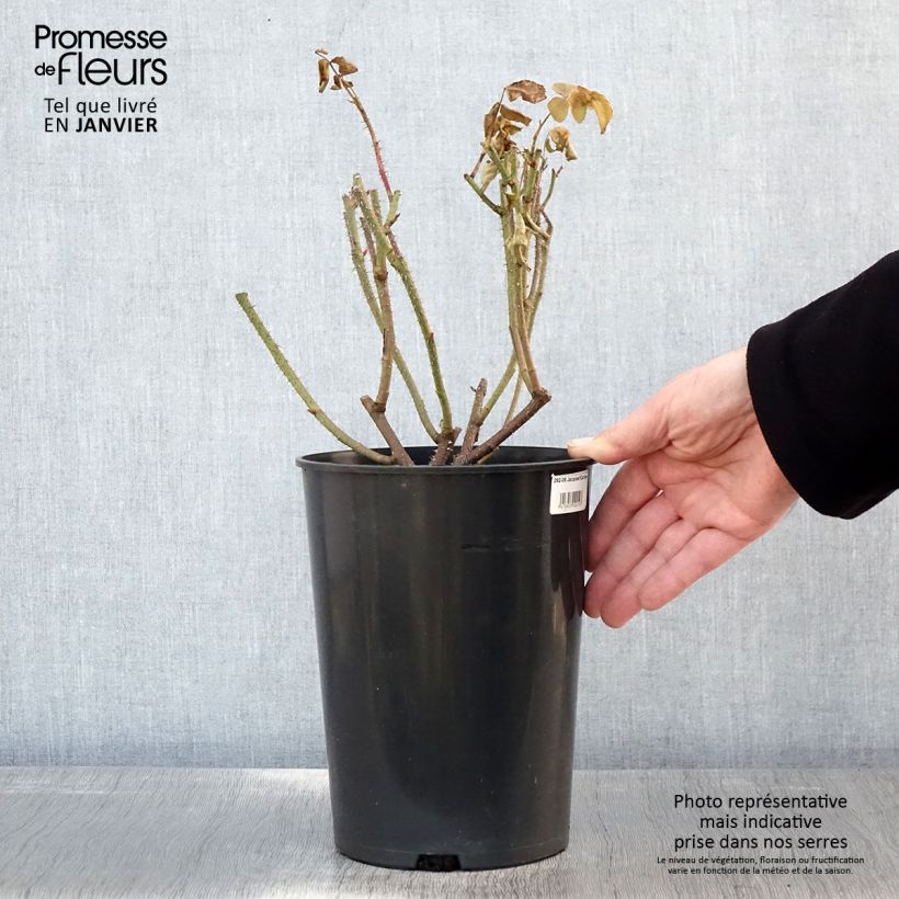 Amostra de Rosier ancien Jacques Cartier  Vaso de 4 L/5 L tal como entregue no inverno