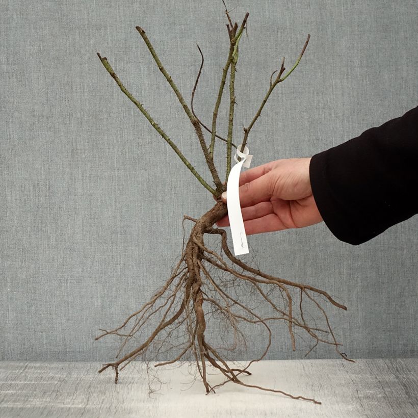 Amostra de Rosier ancien Jacques Cartier  Raízes nuas tal como entregue no inverno