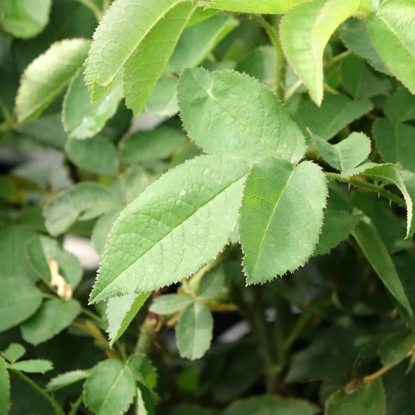 Roseira antiga Jacques Cartier (Folhagem)
